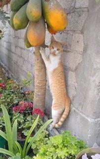 娱乐吃瓜酱橘猫,娱乐界的“喵星人”