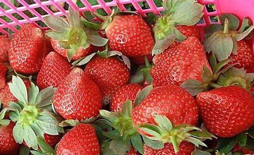 娱乐吃瓜酱草莓,揭秘明星幕后故事