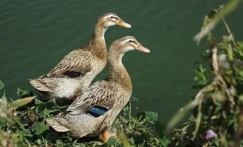 娱乐吃瓜酱冲鸭,揭秘娱乐圈那些鲜为人知的幕后故事