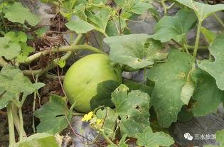 雪梨娱乐吃瓜,揭秘娱乐圈吃瓜背后的真相与内幕